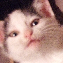 Avatar du membre